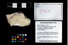 Foto (Objekt + Etikett) von Pithonoton marginatum (von Meyer, 1842)  (NHMW-GEO-2014-0194-0864)